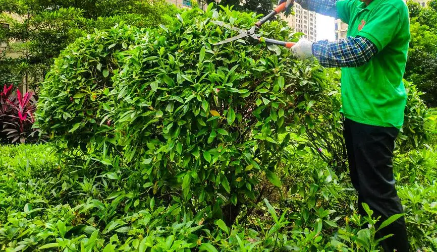 让动物可以听懂我们原画的小游戏