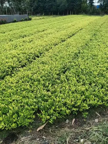 骰子游戏小程序1-6